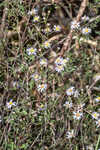 White panicle aster